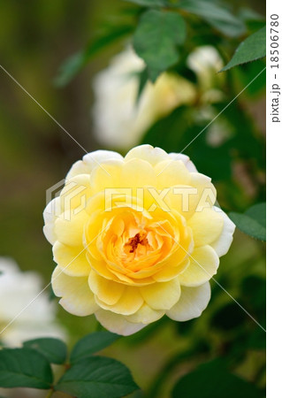 ムーンスプライト 18506780