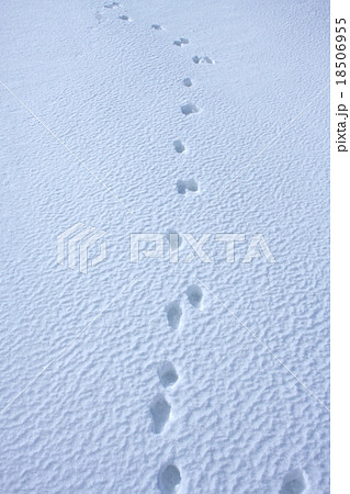 雪の上の足跡 ウサギ の写真素材