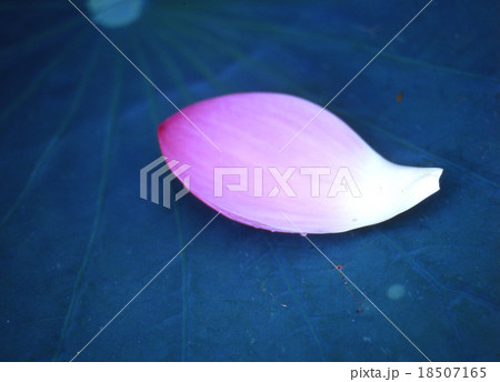 蓮・花びら 18507165