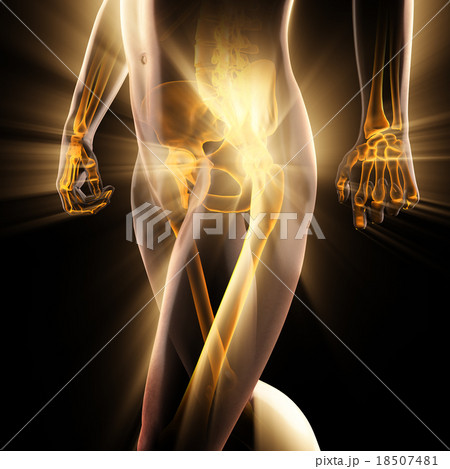 human bones radiography scan image 18507481