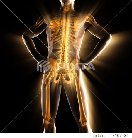 human bones radiography scan image 18507486