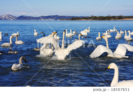 猪苗代湖の白鳥 猪苗代湖の白鳥 18507651