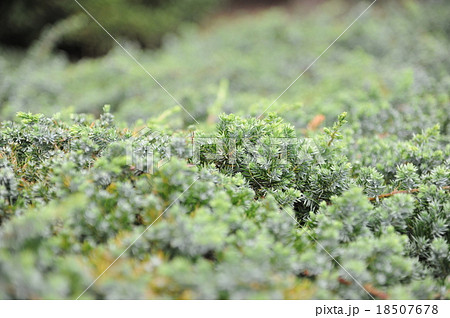 ブルーパシフィック 05 18507678