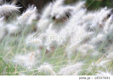 ペニセタム 02 18507681