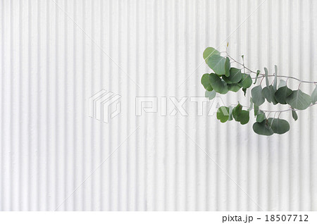 白い壁とユーカリ 02 18507712