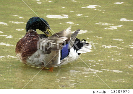 羽の手入れに夢中のマガモ 羽の手入れに夢中のマガモ 18507976