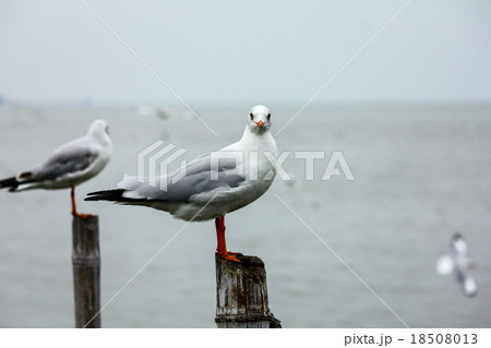 immigrant seagull season in Thailand immigrant seagull season in Thailand 18508013
