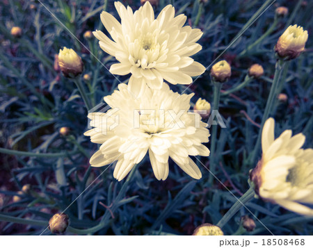 花びらの多い白い花の写真素材