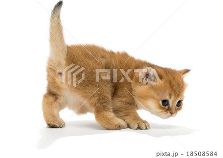 Small red British kitten 18508584