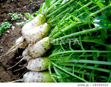 ねずみ大根 ねずみ大根 18509502