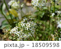 ニラの花にとまるアブ 18509598