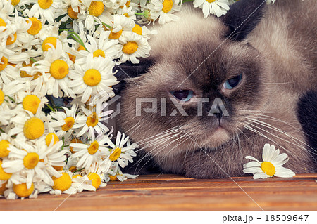 Portrait of cat with flowers 18509647