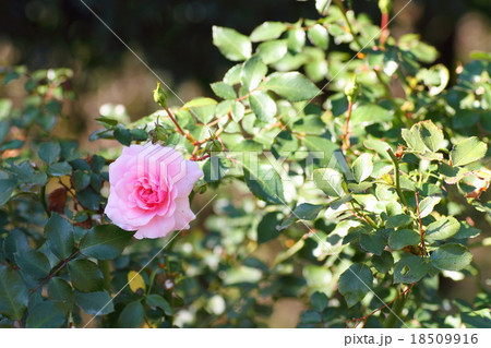 ピンクのバラの花　ボニカ82 18509916