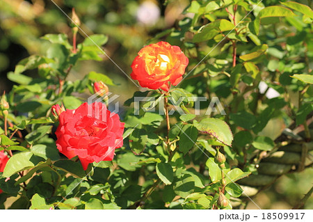 バラの花　ふれ太鼓 18509917