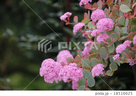 ミセバヤ  18510025