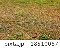 芝生 18510087