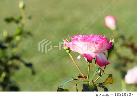 ピンクのバラの花 ニコール ピンクのバラの花 ニコール 18510207