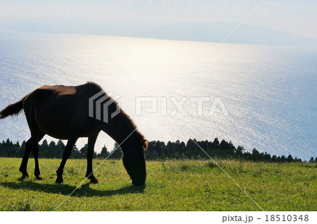 都井岬 都井岬 18510348