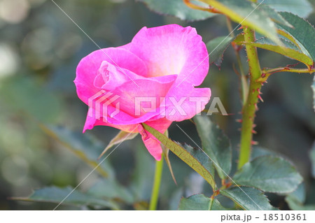ピンクのバラの花　凛 18510361