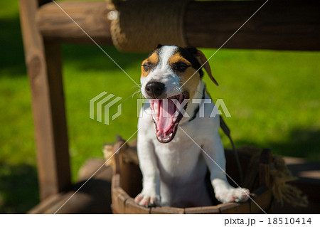 Little dog Jack Russell Terrier yawns Little dog Jack Russell Terrier yawns 18510414