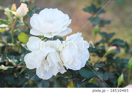 白バラの花　エーデルワイス 18510465