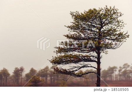 Kemeri National Park in autumn. Kemeri National Park in autumn. 18510505