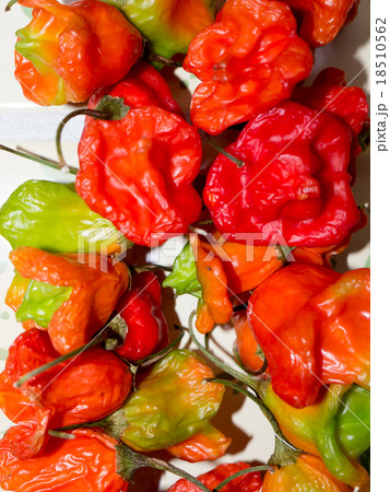 The vegetable Pepper. 18510562