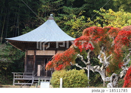 中釜戸のシダレモミジ 18511785