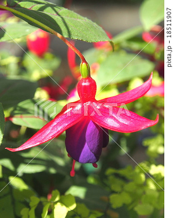 フクシア・コラリーナ 18511907