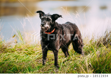 Small Size Black Dog in grass near river, lake 18511934