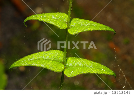 Water drops with fern leaf. Water drops with fern leaf. 18512145
