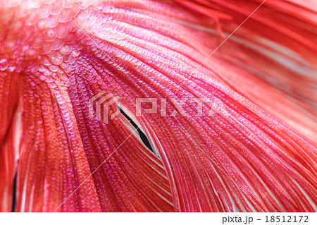Texture of tail siamese fighting fish 18512172