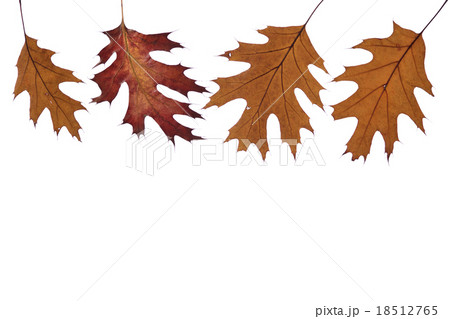 白背景のオークリーフ 18512765