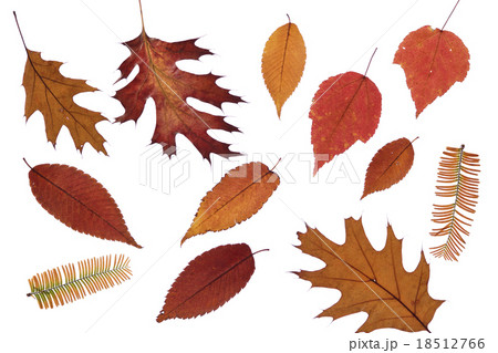 白背景のオークリーフ 白背景のオークリーフ 18512766