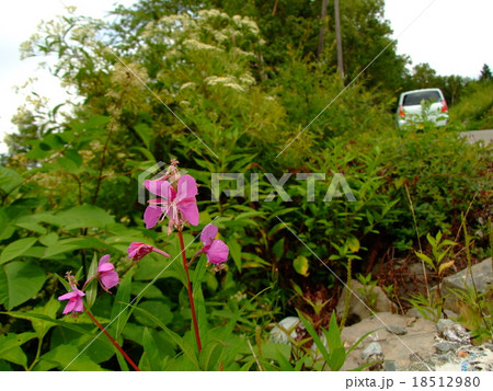 ヤナギラン 18512980