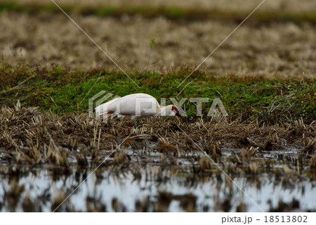 食事中の朱鷺 18513802