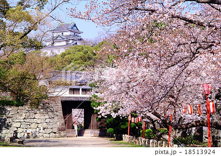 和歌山城に咲く桜 18513924