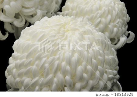 菊 18513929