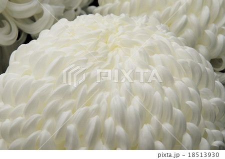 菊 18513930