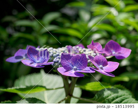 ガクアジサイ 18513995