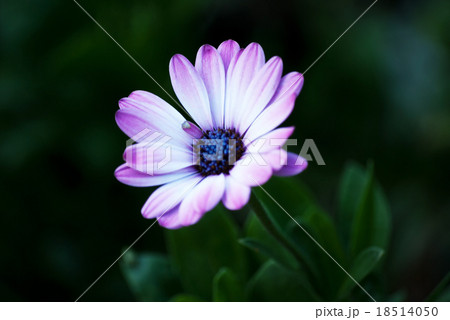 オステオスペルマム オステオスペルマム 18514050