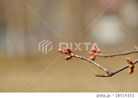 桜の蕾 桜の蕾 18514352