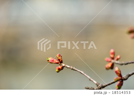桜の蕾 18514353