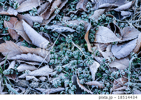霜のついた落ち葉 18514434