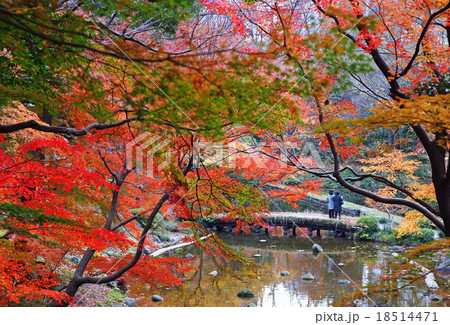 紅葉を見いる人 18514471