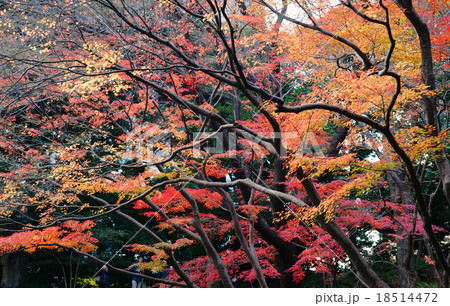 紅葉 18514472