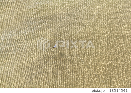 Lonely bird floating on a shallow water. Lonely bird floating on a shallow water. 18514541