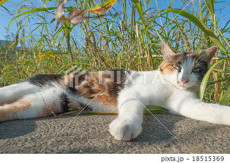 寝そべる猫の写真素材 [18515369] - PIXTA