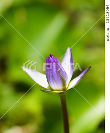 Purple lotus . Purple lotus . 18518064