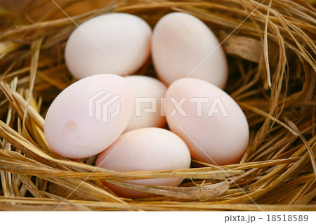 eggs in nest on the nature, Fresh eggs for cooking eggs in nest on the nature, Fresh eggs for cooking 18518589